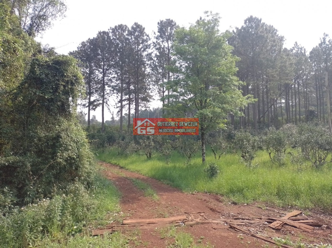 Chacra de 35 has, con yerbales