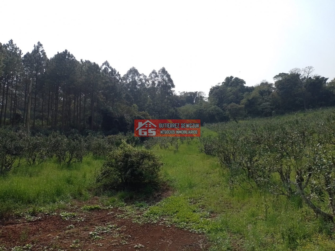 Chacra de 35 has, con yerbales
