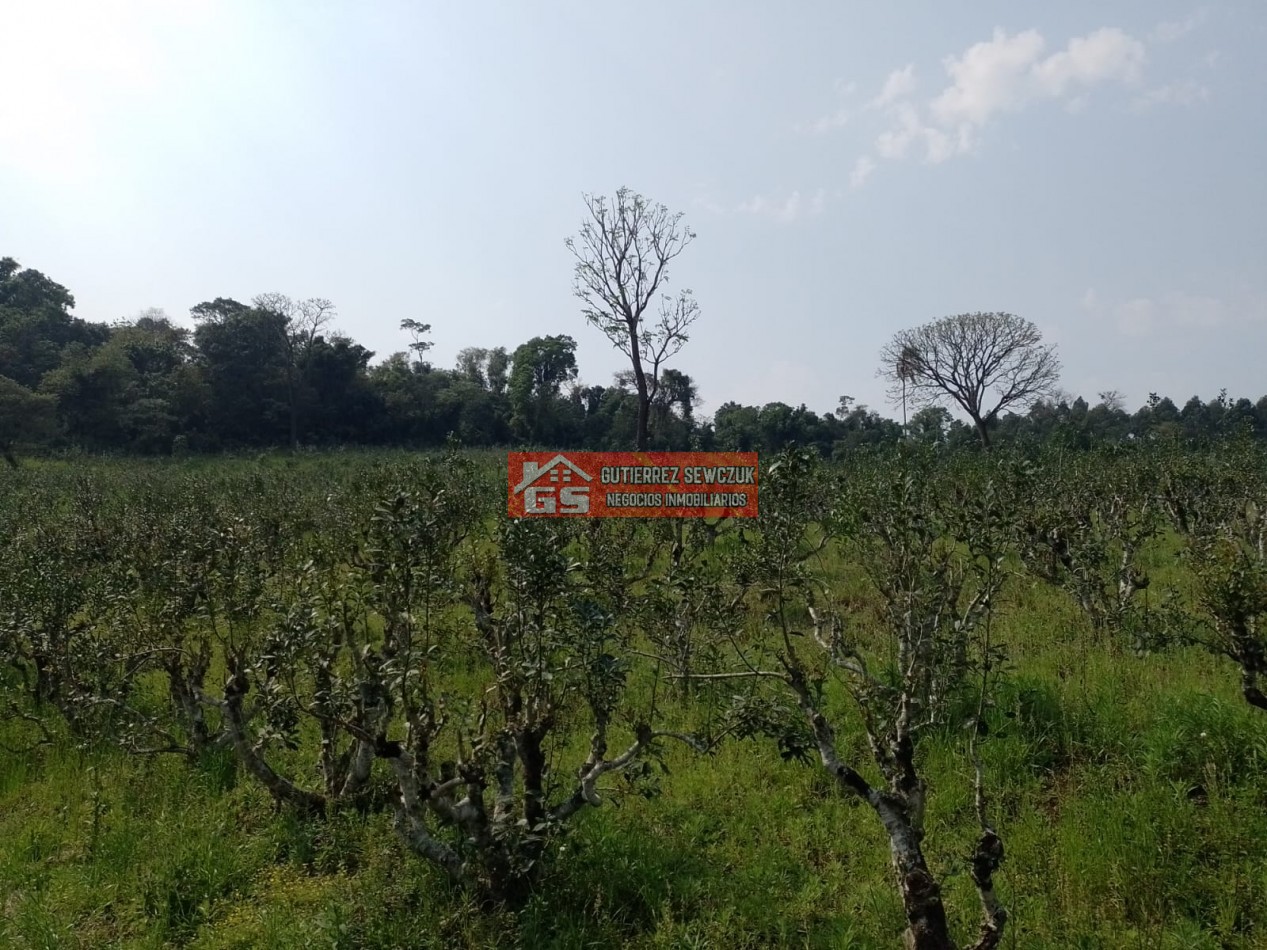 Chacra de 35 has, con yerbales